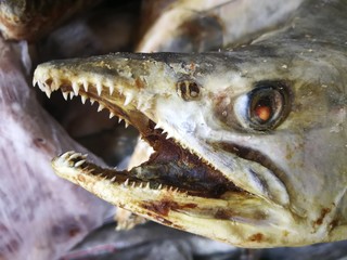 View of the mouth, teeth of the old stockfish