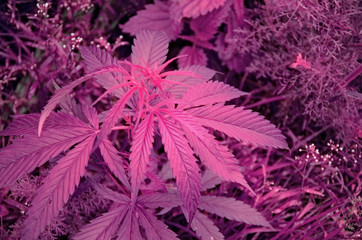 Purple color theme. Cannabis marijuana leaf closeup background. 