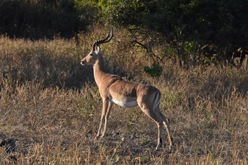 Male impala in Chobe National Park, Botswana