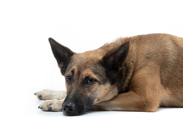dog laid her head on a white background. mix breeds in the studio