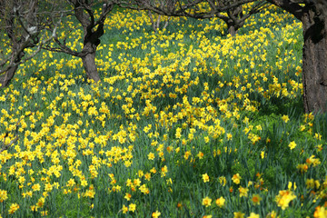 きれいなスイセン
