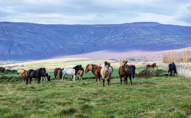 Fototapeta na wymiar Portrait of Icelandic horses with long mane and forelock in the fall