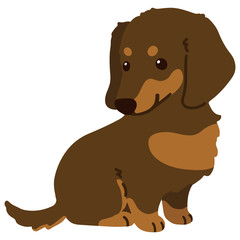 Flat colored chocolate & tan Miniature Dachshund sitting