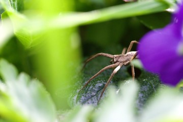 Araignée