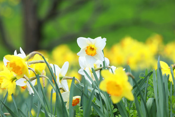 きれいなスイセン