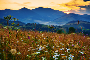 wildflowers, meadow and beautiful sunset in carpathian mountains - summer landscape, spruces on hills, dark cloudy sky and bright sunlight