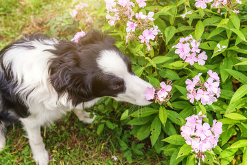 Outdoor portrait of cute smilling puppy border collie sitting on park or garden background. New lovely member of family little dog smelling flowers. Pet care and funny animals life concept.