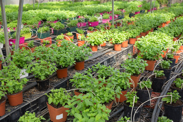 Fototapeta na wymiar Mint growing in pots in greenhouse