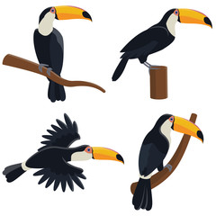 Obraz premium Vector set of toucans in different poses. Tropical birds in cartoon style isolated on white background.