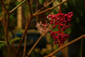 Parijoto Flower In The Small Garden