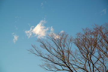 木のシルエットと空