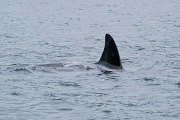 Fototapeta premium Killer whale in Tofino with the fin above water, view from boat on a killer whale