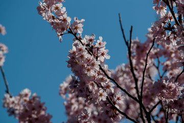 桜