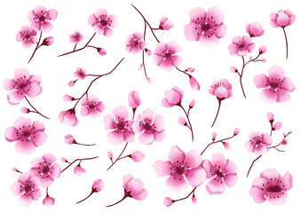 Hand drawn isolated cherry blossom illustration clipart. Sakura flowers illustration set. Sakura blossom branches. Botanical flowerscape illustration set. 