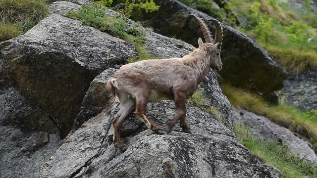 Alpine ibex (Capra ibex) jumping in cliff face in the Alps in spring