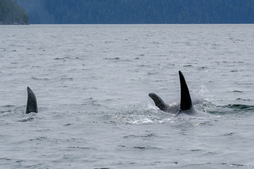 Fototapeta premium Three killer whales in Tofino with the fin above water, view from boat on two killer whale