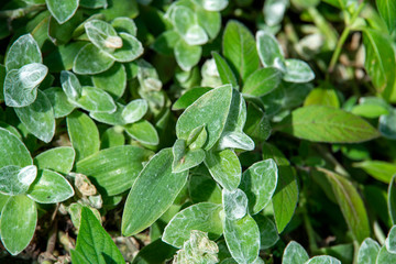 green leaves background