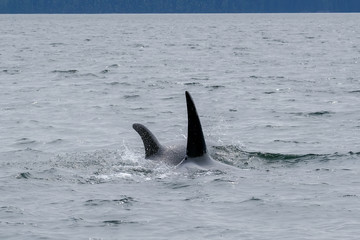 Two killer whales in Tofino with the fin above water, view from boat on two killer whale