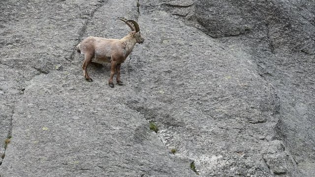 Alpine ibex traversing cliff face on narrow rock ledges in the Alps
