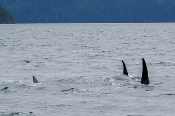 Fototapeta premium Three killer whales in Tofino with the fin above water, view from boat on two killer whale