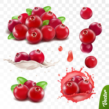 3d realistic transparent isolated vector set, cranberry with leaves, cranberry in a splash of juice with drops, cranberries in a splash of milk or yogurt