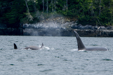 Obraz premium Two killer whales in Tofino with the fin above water, view from boat on two killer whale