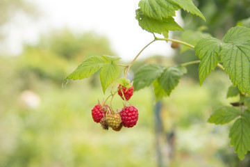 Close-up of the ripe raspberries in the fruit garden.