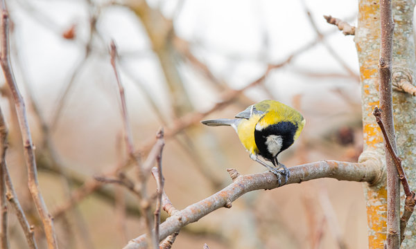 mesange charbonni&eacute;re