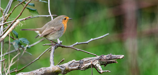 Fototapeta premium rouge gorge