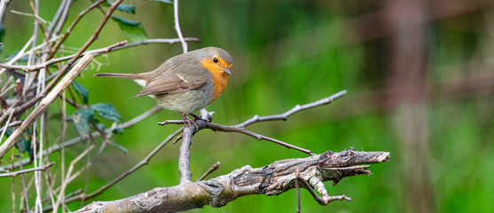rouge gorge