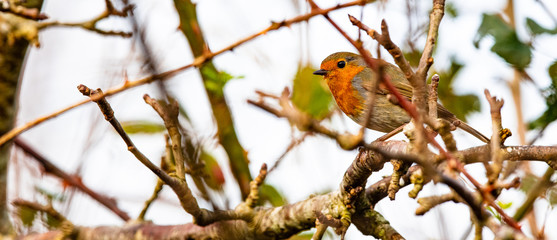 rouge gorge