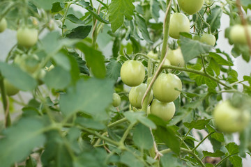 Unripe green tomatoes growing on bushes in the garden