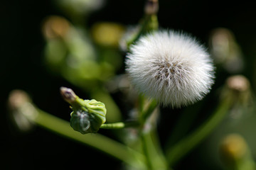 Sow Thistle is a plant that lives for one or more years. milk and seeds are used to eliminate some...