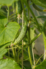 Young cucumbers with leaves growing on bush