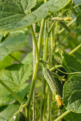 Young cucumbers with leaves growing on bush