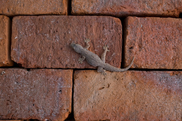 home lizard on wall, animal
