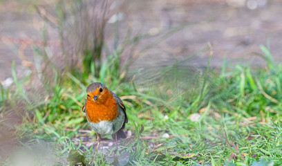 rouge gorge