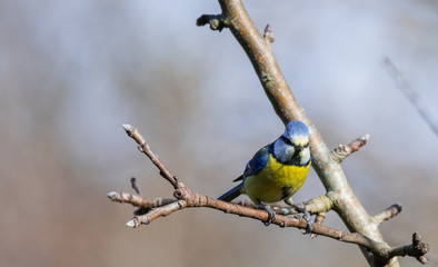 mesange bleu