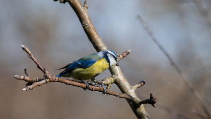mesange bleu