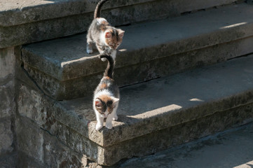 Two kittens playing on outdoor stone staiercase