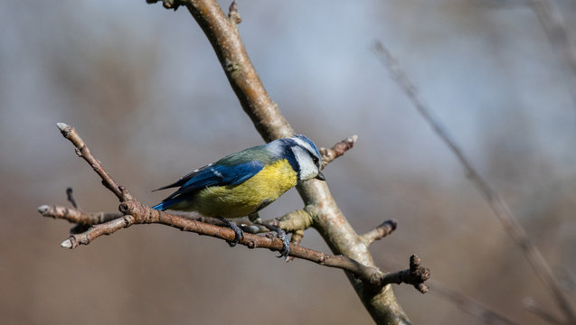 mesange bleu