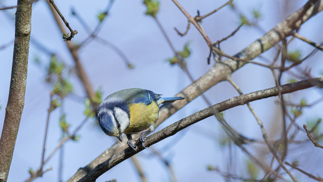 mesange bleu
