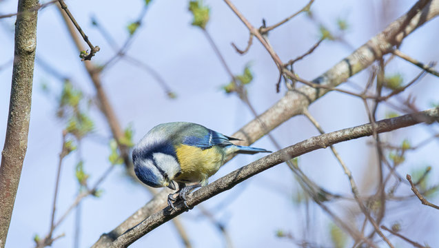 mesange bleu