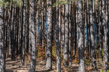 Pine tree forest closeup as natural background