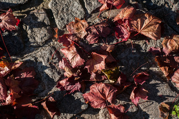 Dry red colored fallen maple leaves on stone pave background