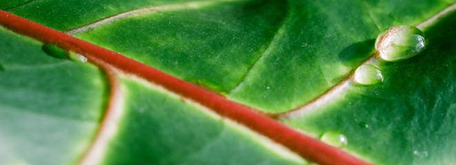 Abstract green background. Macro Croton plant leaf with water drops. Natural background for brand design © OLAYOLA