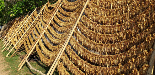 Tobacco leaves are hung to dry by the sun.