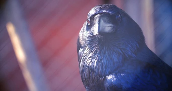 Corvus corax clarionensis. Large common raven head closeup. Black raven eyes and beak macro. Wild bird close up. Black crow head close up. Black crow looking straight into camera