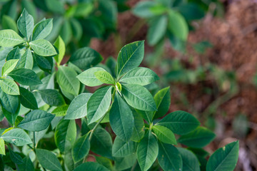 green leaves in the garden