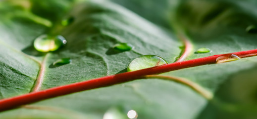 Abstract green background. Macro Croton plant leaf with water drops. Natural background for brand design © OLAYOLA